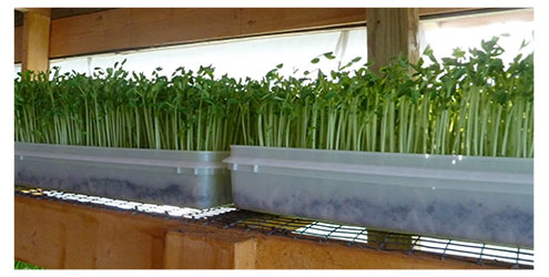 Trays Soil Grown Pea Greens/Shoots