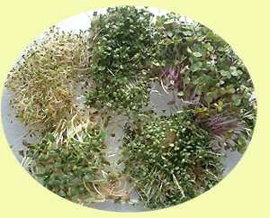 Alfalfa, Broccoli, Clover, Fenugreek, and Radish Sprouts