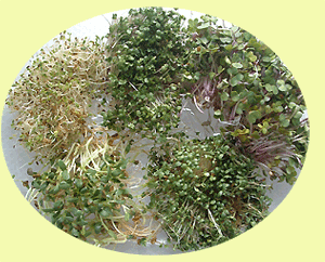 Alfalfa, Broccoli, Clover, Fenugreek, and Radish Sprouts Alfalfa, Broccoli, Clover, Fenugreek, and Radish Sprouts