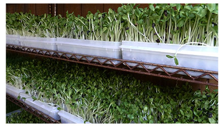 Rack of Soil Grown Fresh Sunflower Greens