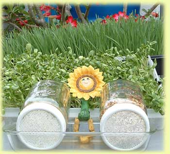 Wheatgrass,Sunflower Greens and Sprout Jars