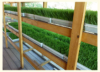 Rack of Soil Grown Fresh Wheatgrass